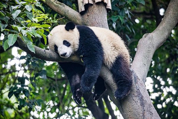 Asia-China-Sichuan Province-Cheng Du-Giant Panda